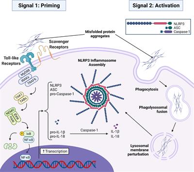 Crosstalk Between the NLRP3 Inflammasome/ASC Speck and Amyloid Protein Aggregates Drives Disease Progression in Alzheimer’s and Parkinson’s Disease